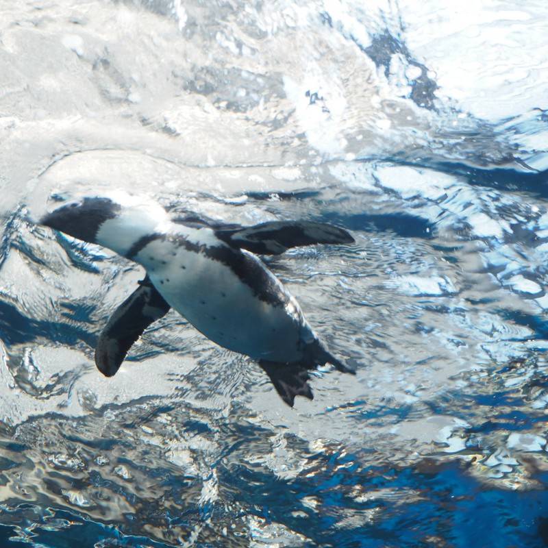 空泳ぐペンギン