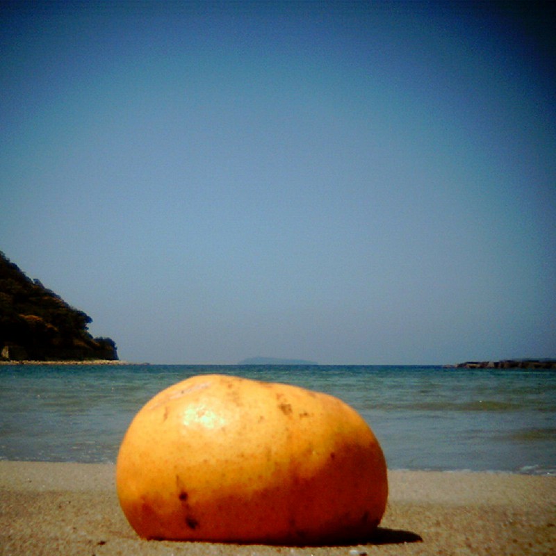 海と夏みかん。