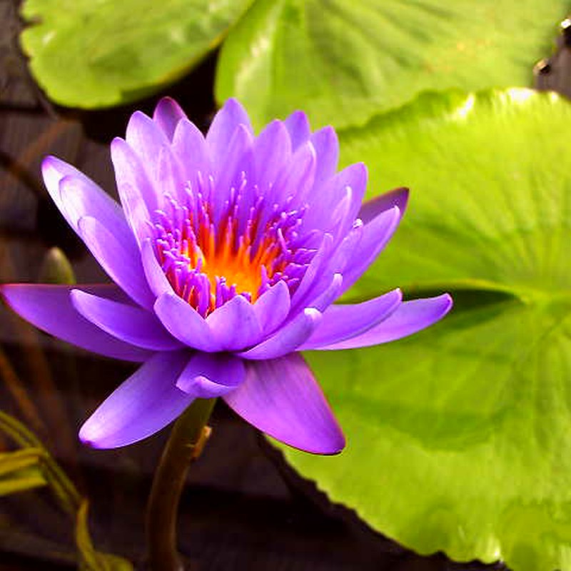 蓮の花　紫
