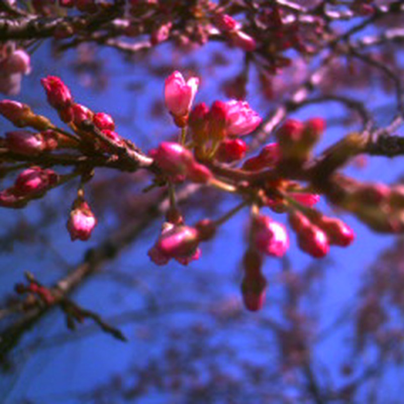 上野の桜。