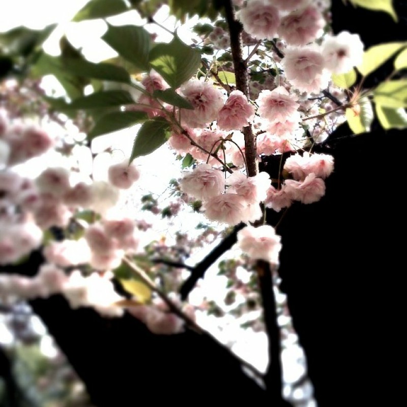 ぽってり八重桜