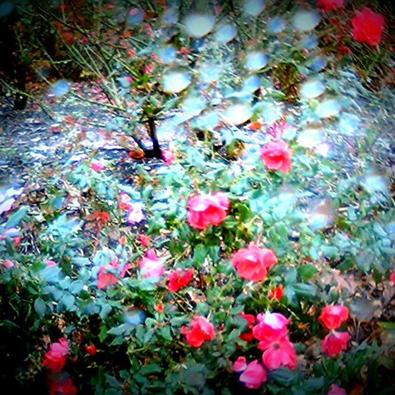 雨×薔薇