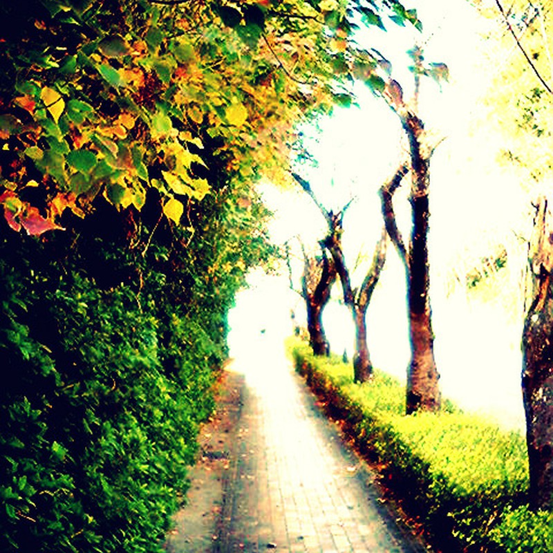 秋♪散歩道