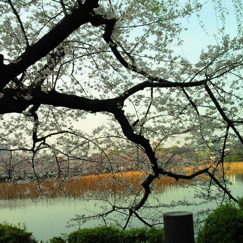井の頭公園　-桜-