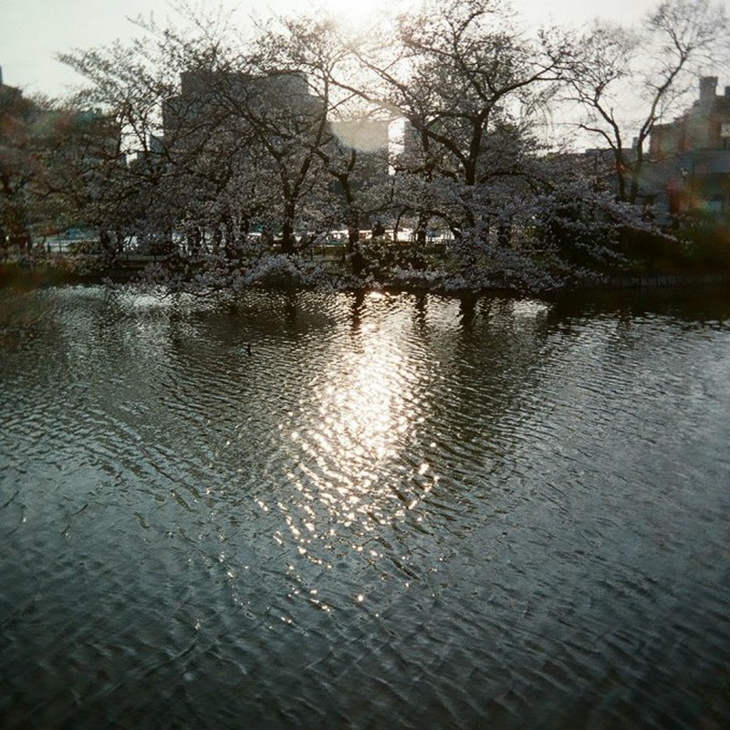 上野公園　-不忍池の波紋-