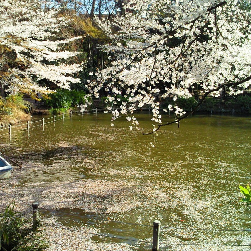 井の頭公園　-桜.携帯版-