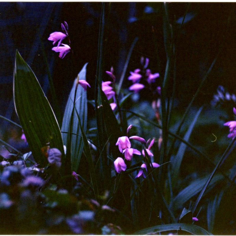 紫蘭の咲く夕べ