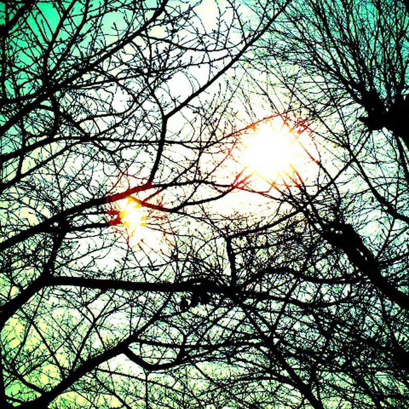 冬の木々と太陽と