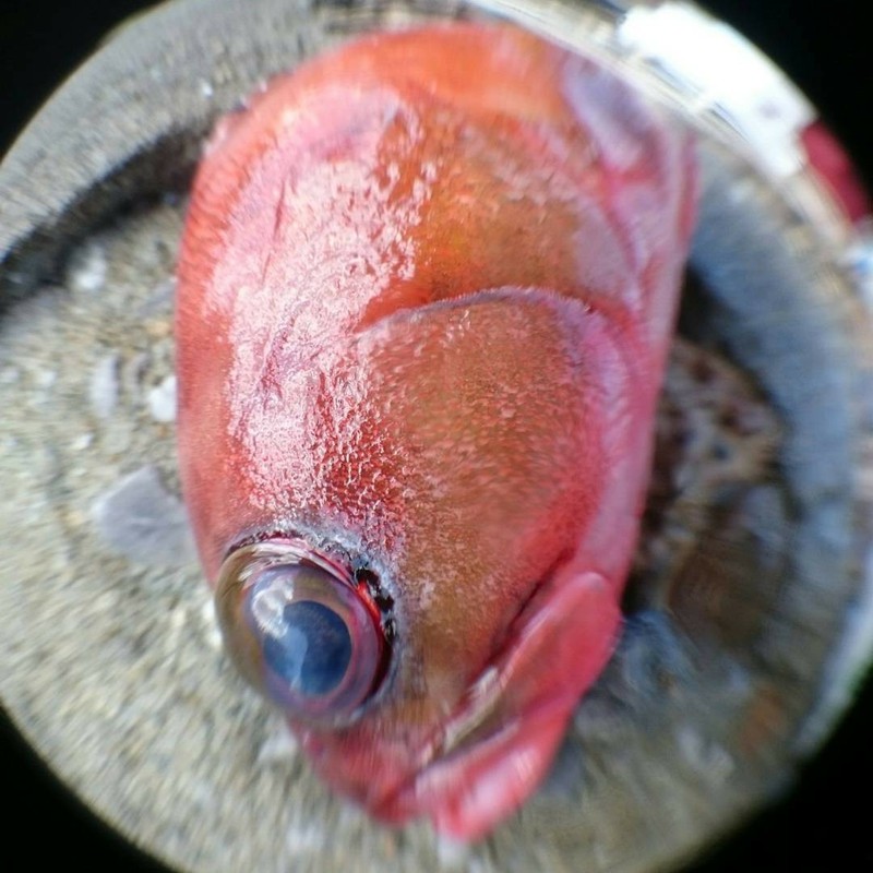 魚眼を魚眼で。