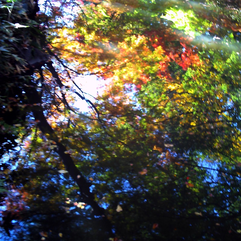 池の中の紅葉