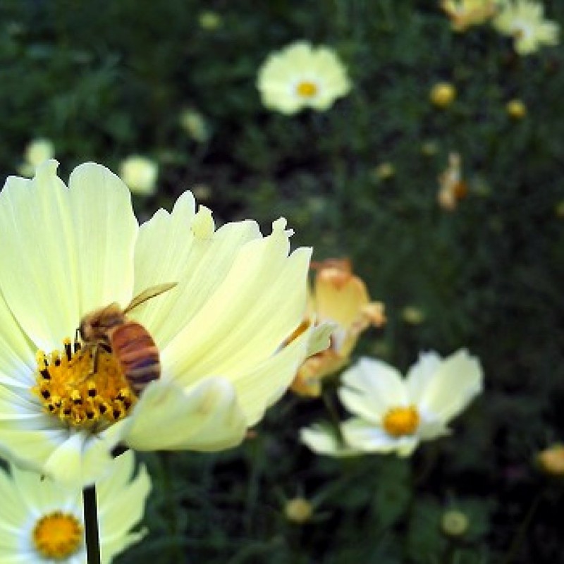 はなとみつばち