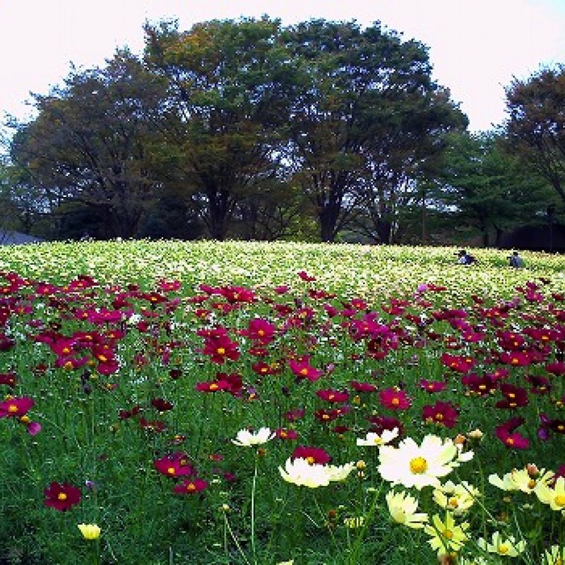 コスモス広場