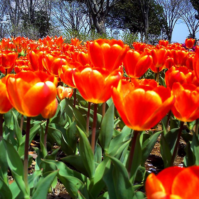 チューリップ畑