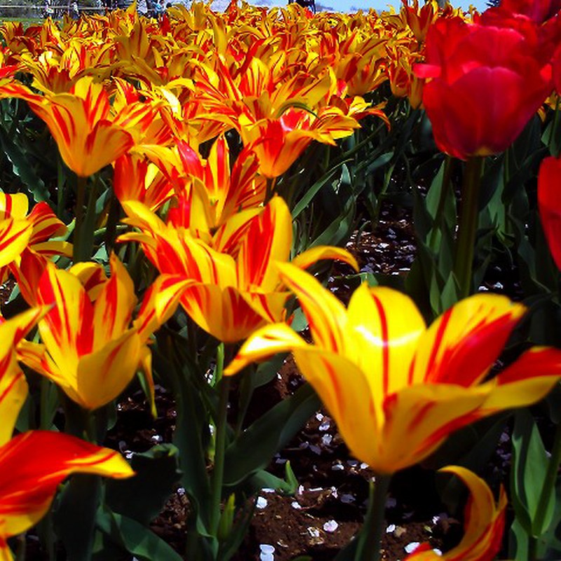 ビビッドチューリップ