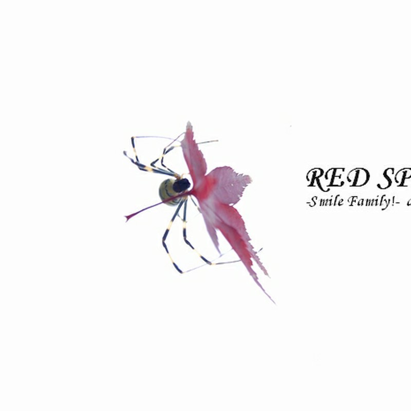 RED　SPIDER