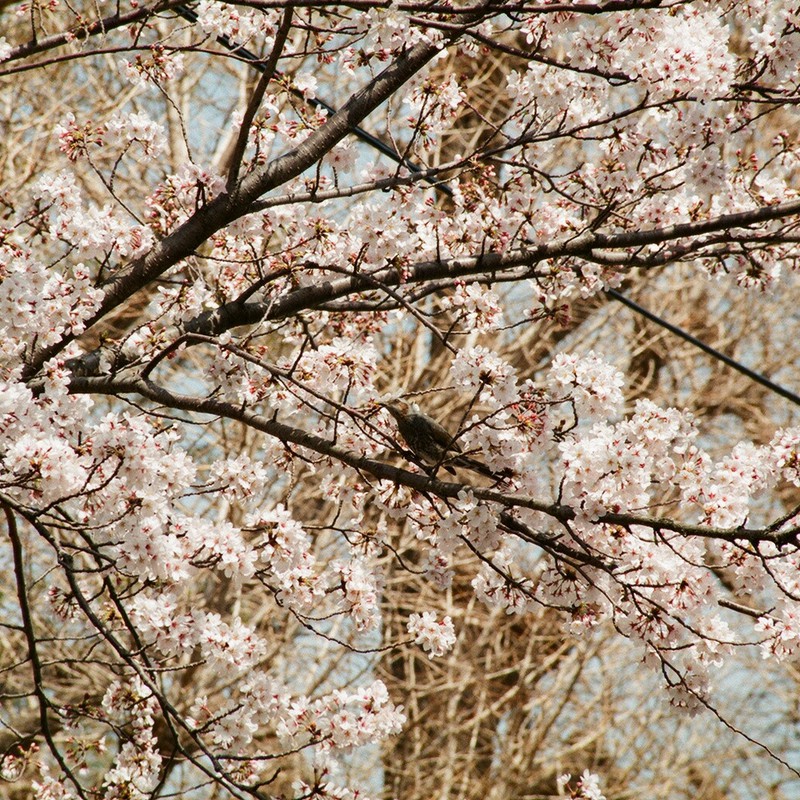 桜とヒヨドリ（多分）
