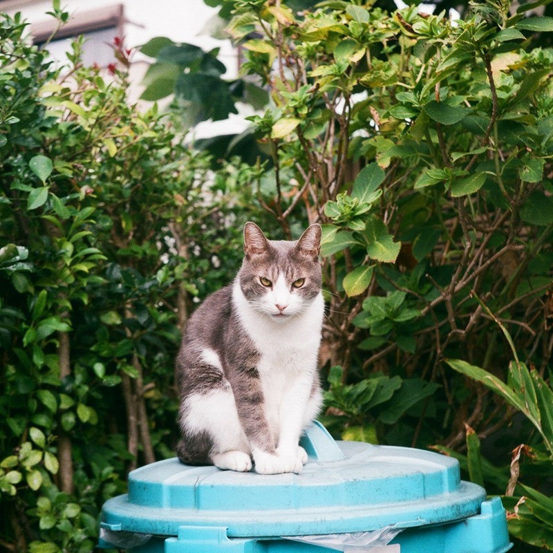 ポリバケツの上にも・・