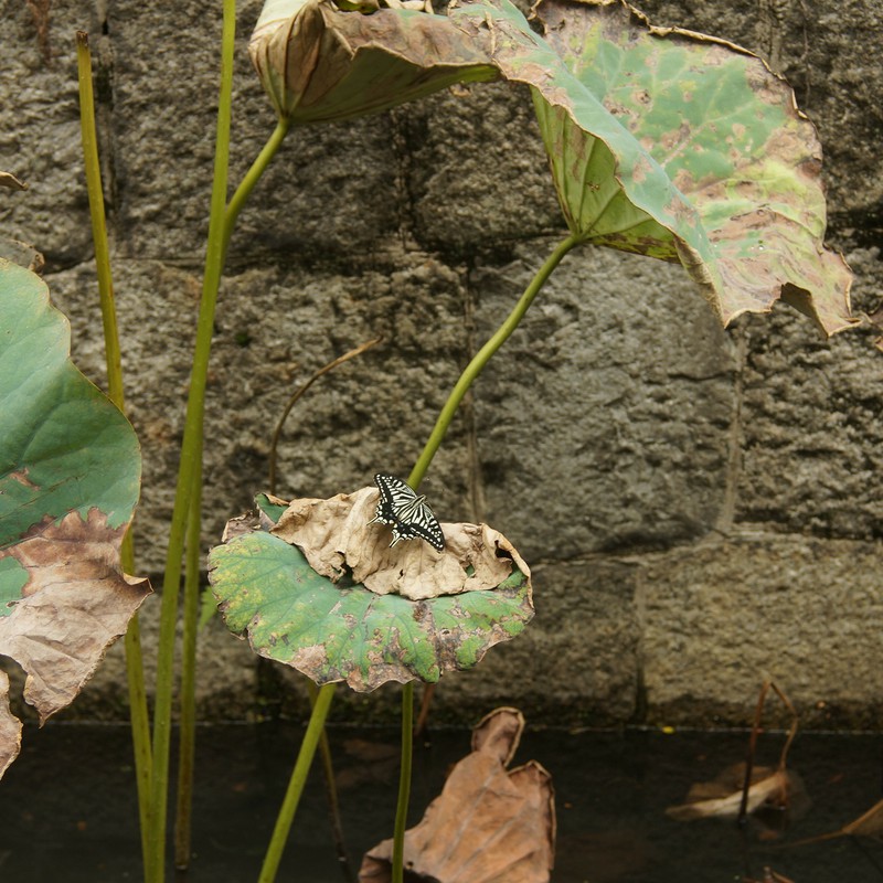 小粒でもピリリと目立つ揚羽かな