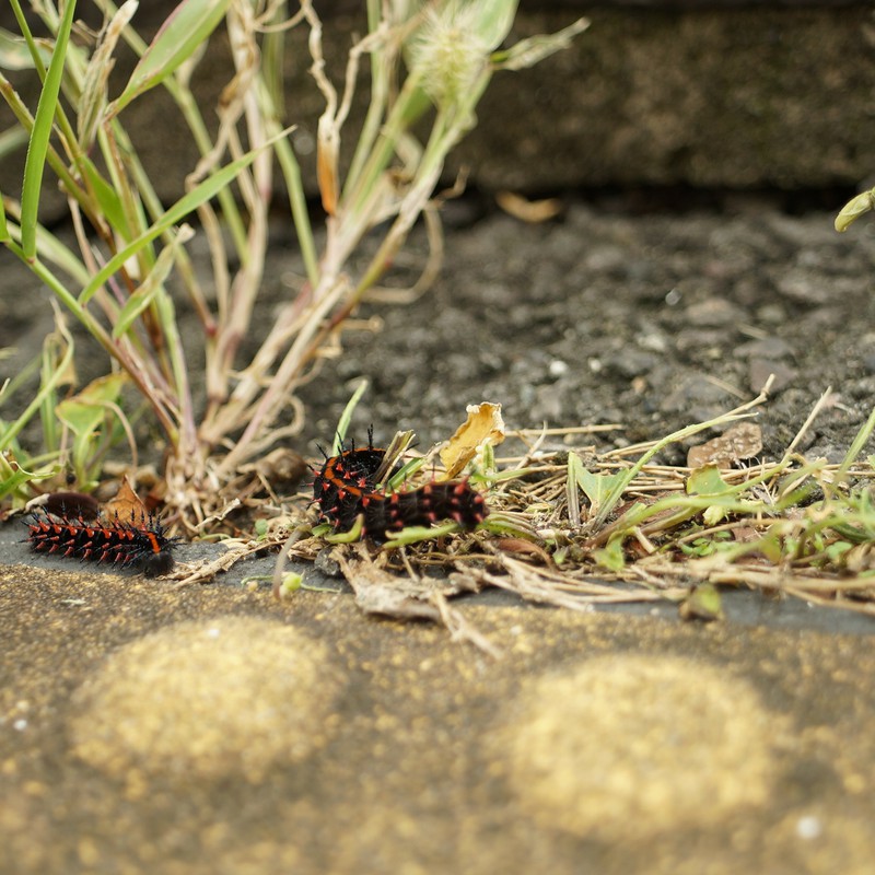 いつか空を飛ぶ