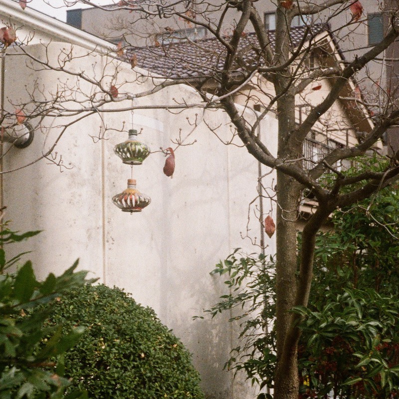 かざぐるまのなる木