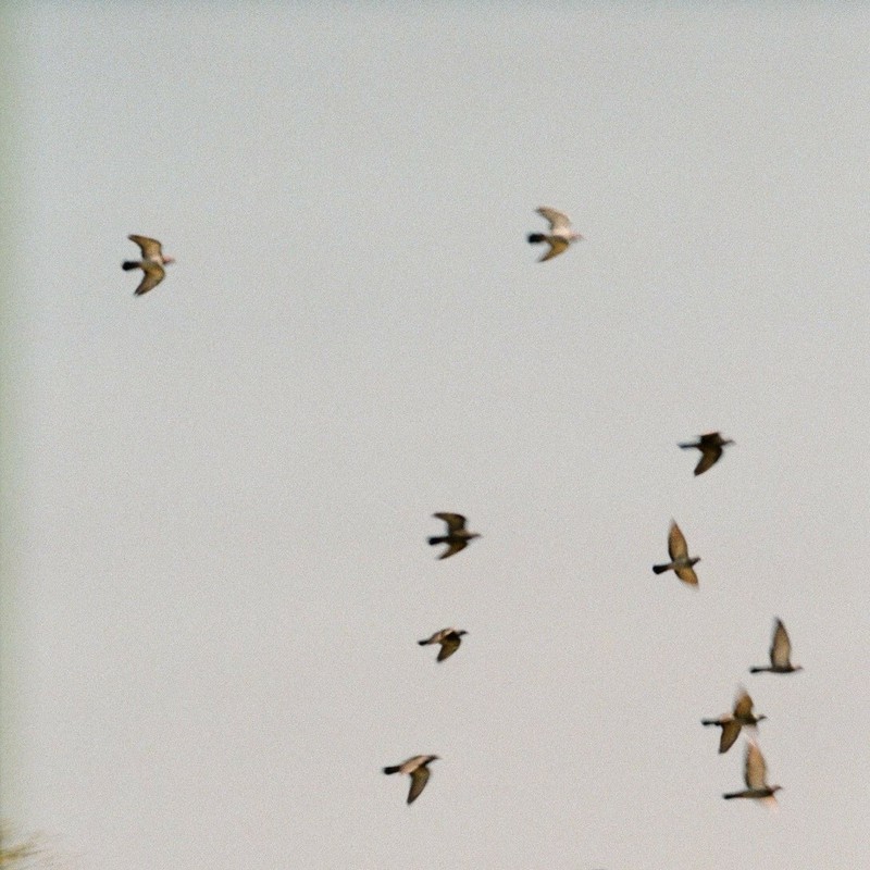 ろーと、ろーとろーとっ