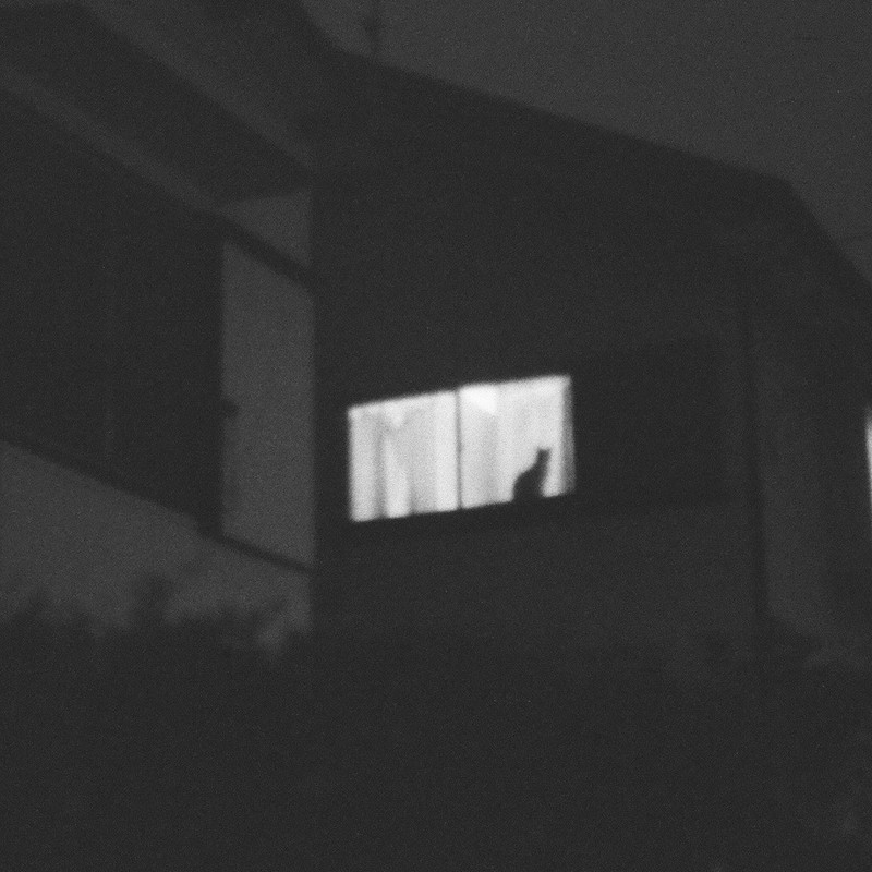 夜窓の令猫