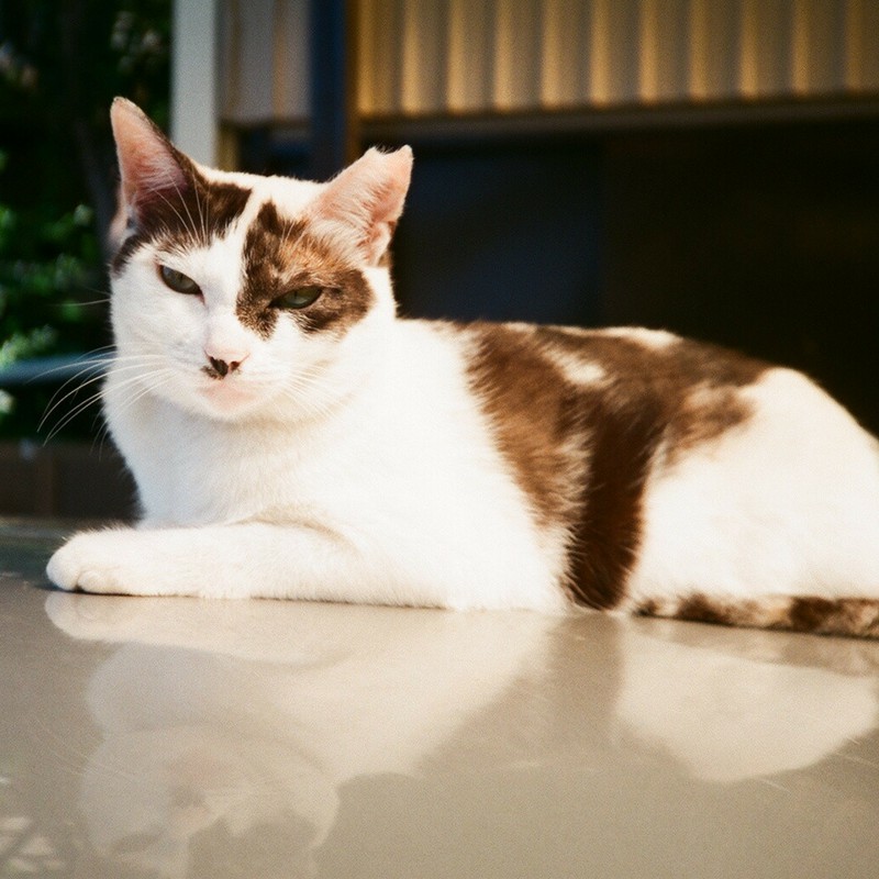 ここが涼しいのだニャ