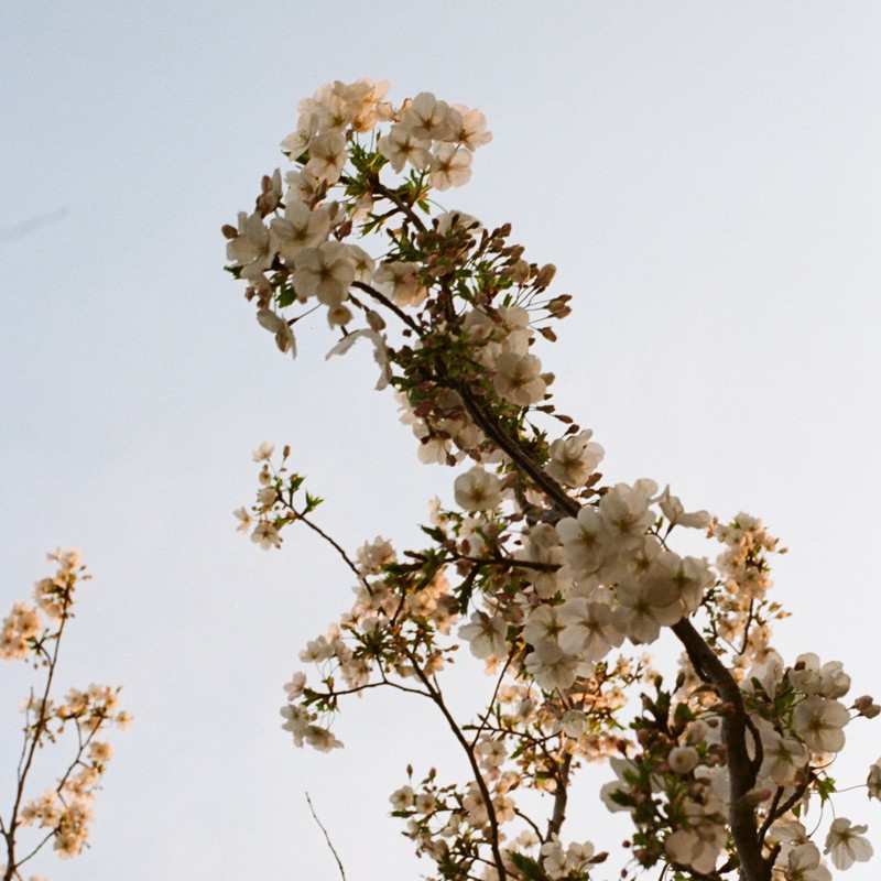 白桜の趣