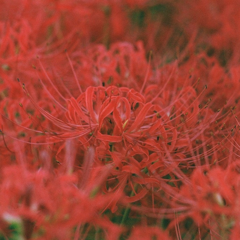 お彼岸はとっくに過ぎちゃってますが