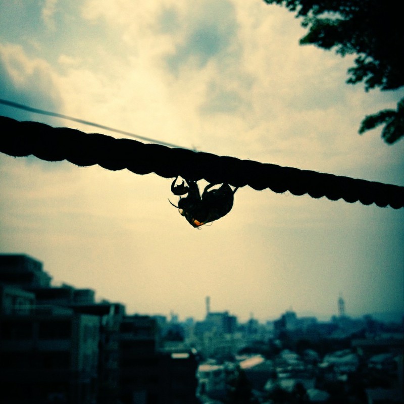 セミノヌケガラ