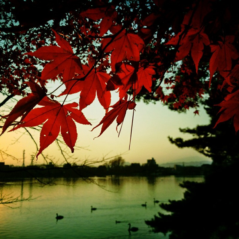 燃えるような赤^ ^