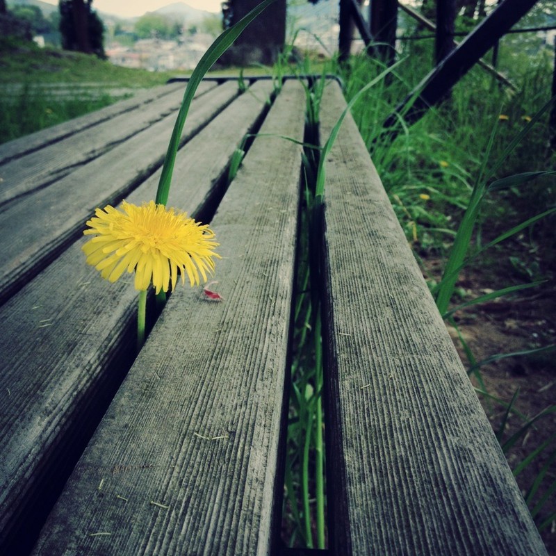 上手に咲きました。