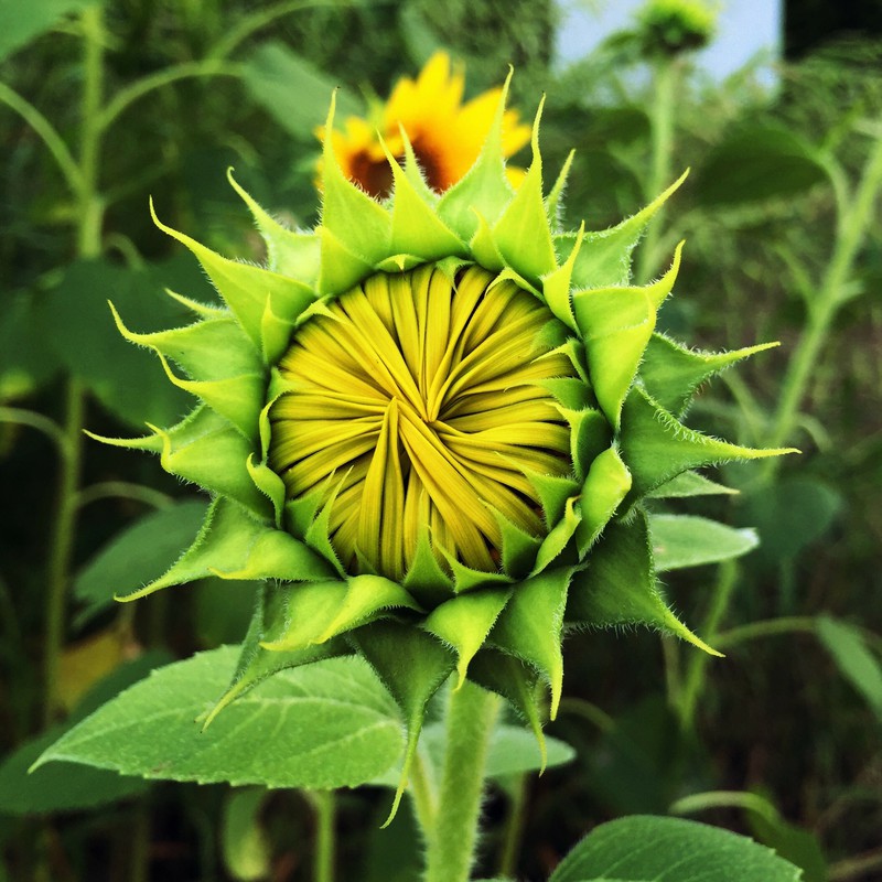 あと少しで咲くよ