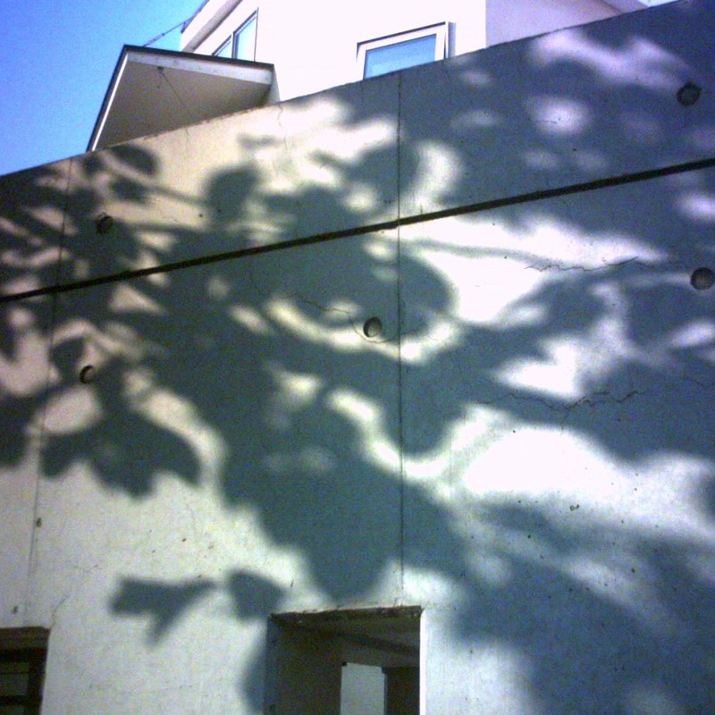 木の影