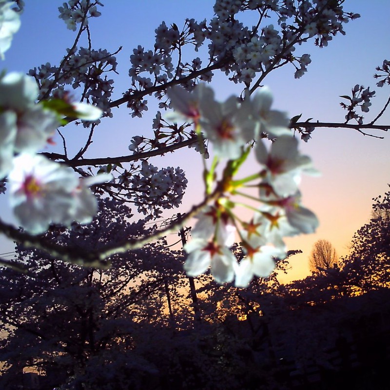 桜と夕焼