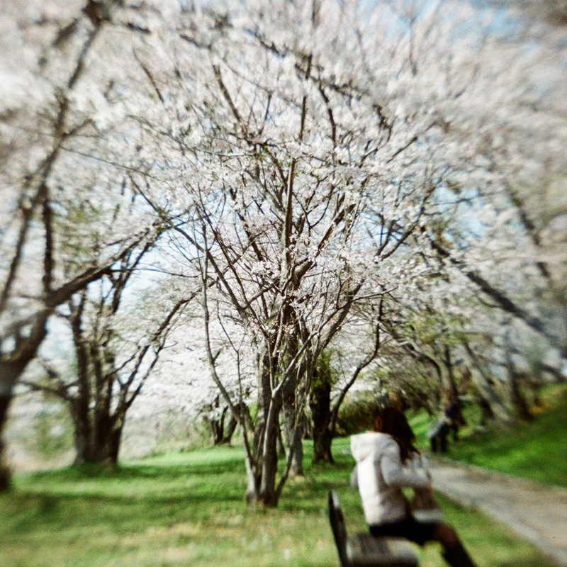 桜並木の下で
