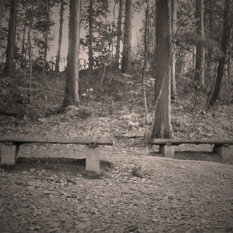 森林の中のベンチ