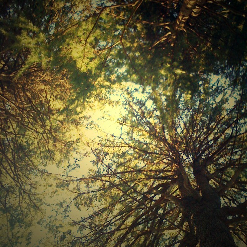 光と樹