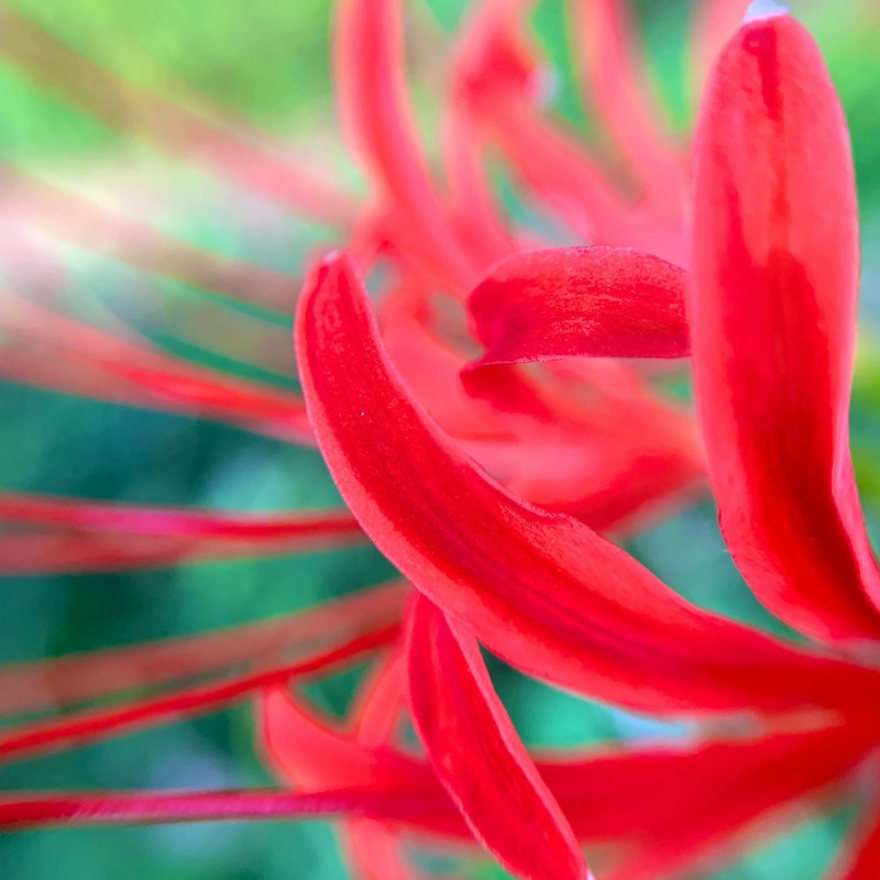 曼珠沙華…彼岸花…紅い花