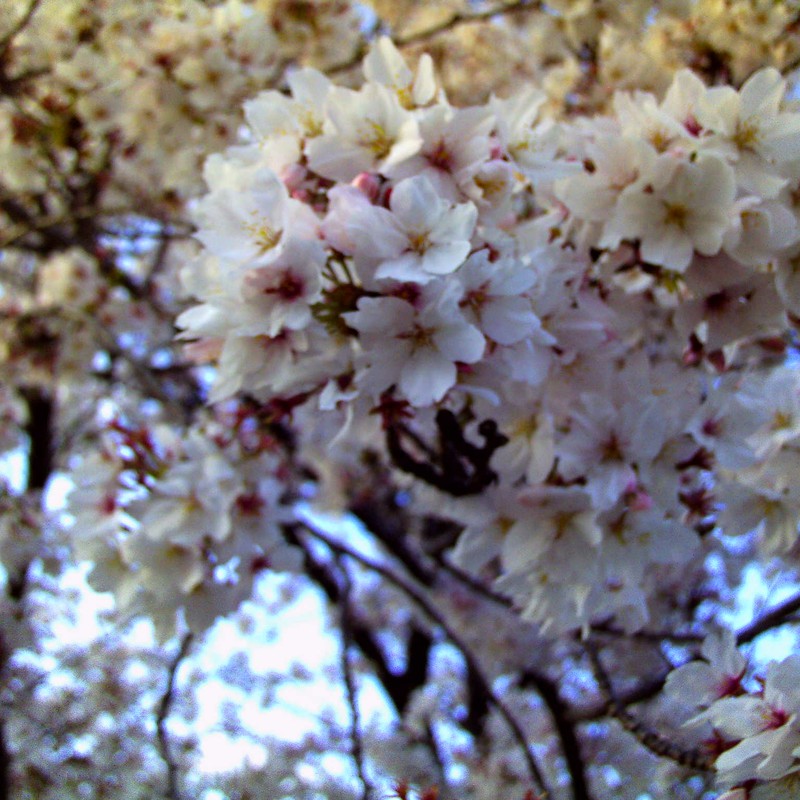 万博公園の桜