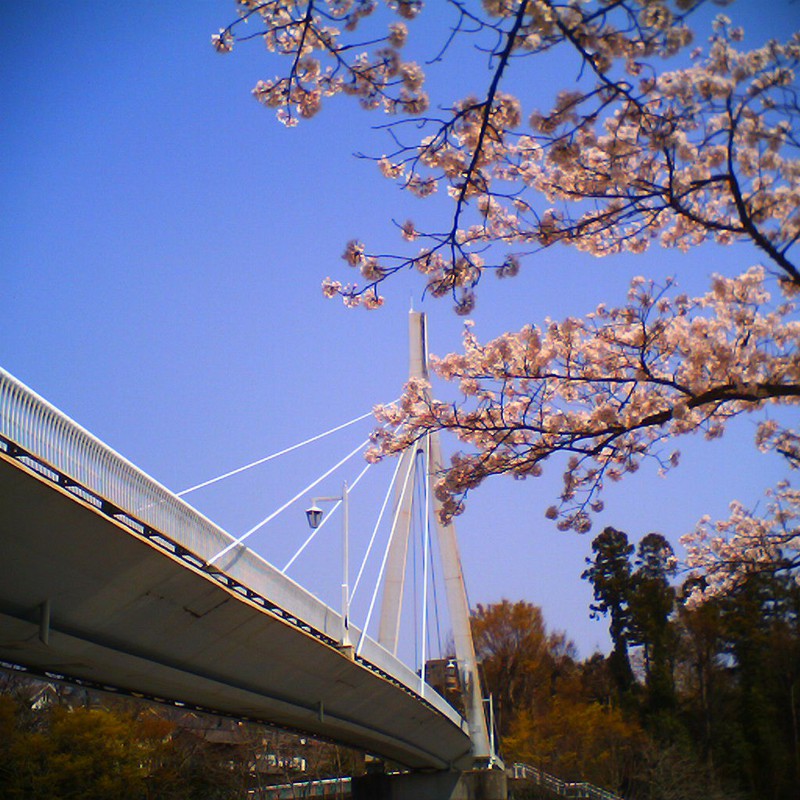 桜×橋