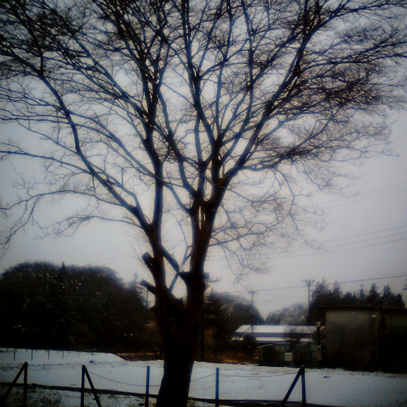 雪と木。