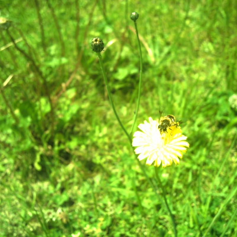 黄色い花と蜂。