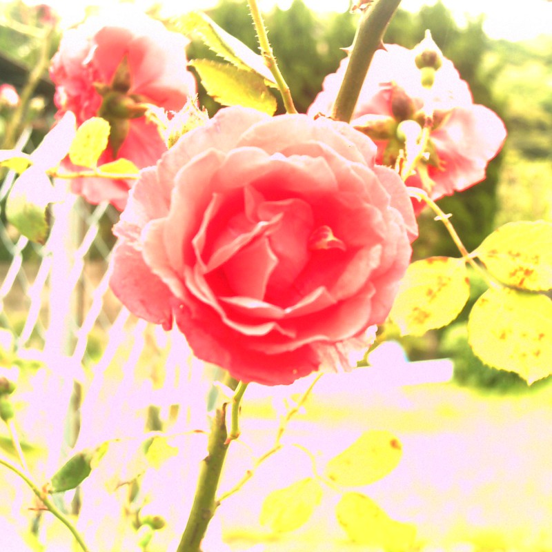 薔薇。