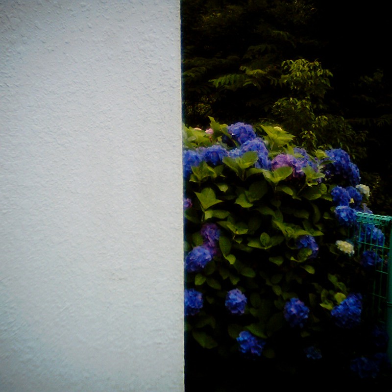 青い紫陽花。