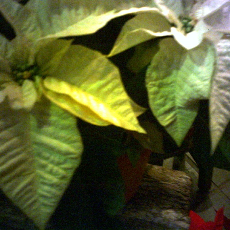 Poinsettia