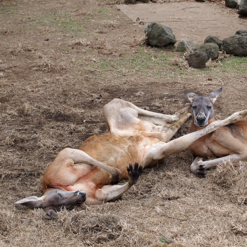 右カンガルー「寝相悪すぎ…」