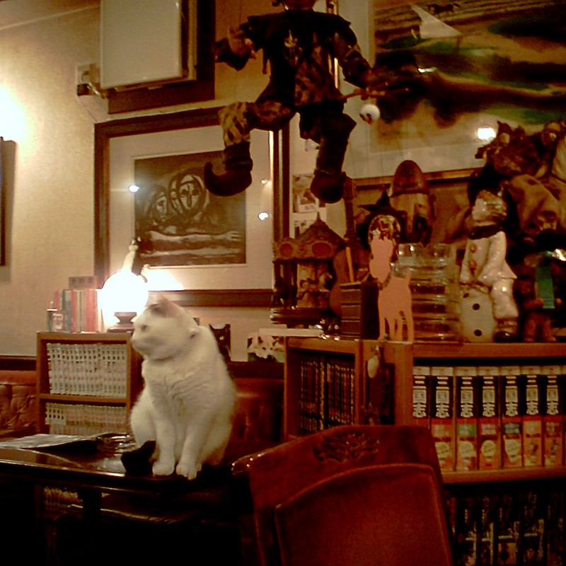 喫茶店の猫