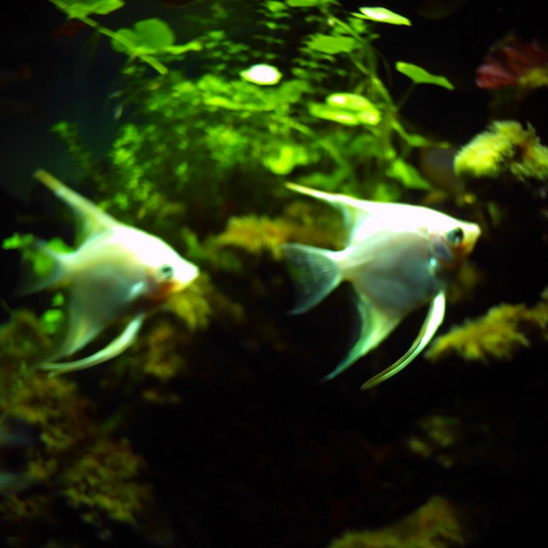 sky aquarium