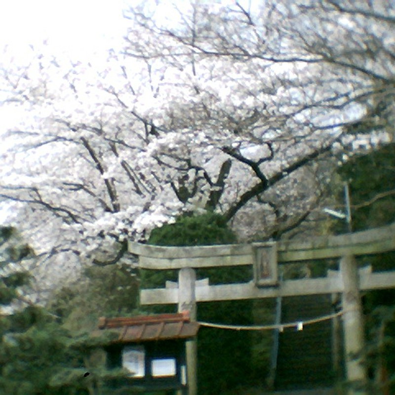 桜の花盛り１